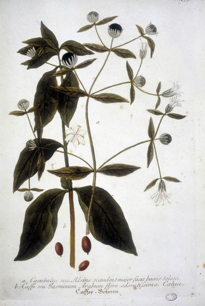 Planta de semilla de café en un herbario del siglo XIX. de Unknown artist