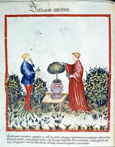Recolección de albahaca. Iluminación del comercio de medicina y dietética 