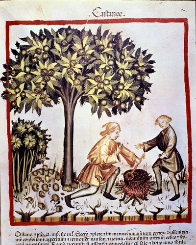 Recolección y preparación de castañas en otoño. Iluminación del libro de medicina y dietética “Tacuinum sanitatis” de Unknown artist