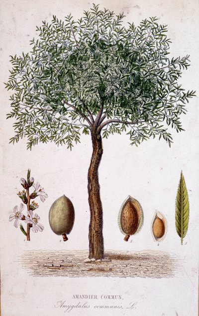 Almendro común - lámina botánica de Unknown artist