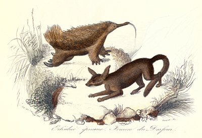"Obras Completas de Buffon: Animales domésticos: El equidna espinoso y el fennec de derfour (grabado) de Unknown artist