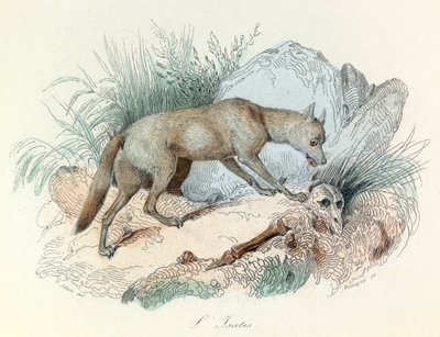"Completes de Buffon" con la nomenclatura de Linneene y la clasificación de Cuvier: Les animaux: Le fox arctic (grabado) de Unknown artist