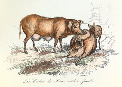 "Completes de Buffon" con la nomenclatura de Linneene y la clasificación de Cuvier: Les animaux: Le pig de Siam (grabado) de Unknown artist