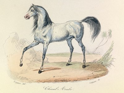"Completes de Buffon" con la nomenclatura de Linneene y la clasificación de Cuvier: Les animaux: Cheval Arabe (grabado) de Unknown artist