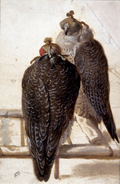 Pareja de halcones. Dibujo del siglo XVIII. de Unknown artist