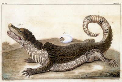 Cocodrilo de Surinam (Caimán) - en 