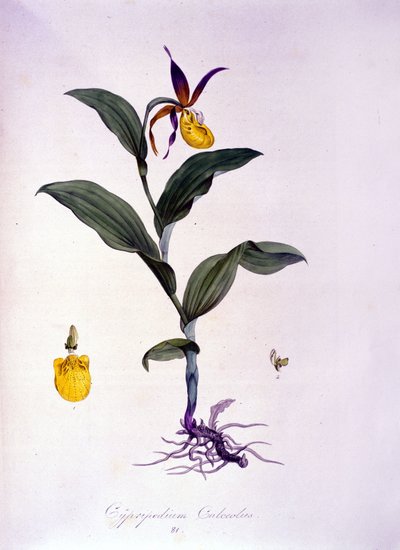 Cypripedium calceolus: tipo de orquídea de Unknown artist