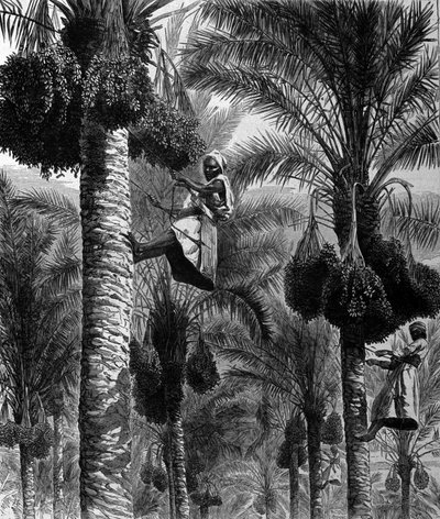Recolección de dátiles en Ceilán (actual Sri Lanka). Grabado del siglo XIX de Unknown artist