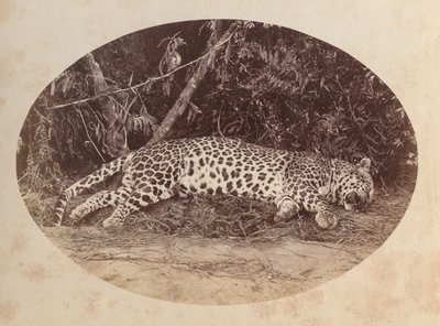 leopardo muerto de Unknown artist