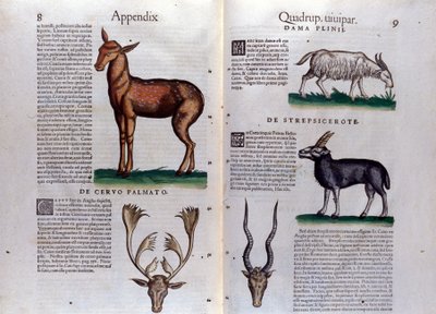 Ciervo y antílope en Historia Animalium de Conrad Gesner (1516 - 1565), Tiguri de Unknown artist