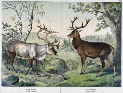 Ciervos - en "Natural History of Mammals", ed. Schreiber de Unknown artist
