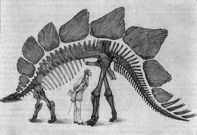 Esqueleto de dinosaurio: “Stegosaurus ungulatus”, marzo. Jurásico Superior de las Montañas Rocosas. Reproducción del dibujo comunicado por el Sr. March a Albert Gaudry del Instituto. Grabado en “La Nature: revue des sciences et de leurs applications aux de Unknown artist