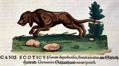 Perro de Historia Animalium por Conrad Gesner, Tiguri 1560. Biblioteca Nacional Braidense. Milán de Unknown artist