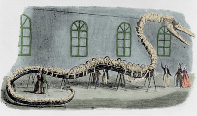 La falsa serpiente marina del Dr. Albert C. Koch. El esqueleto fue montado con huesos de varios animales. La serpiente fue nombrada “Hydrarcus Silimanni”. Fue exhibida en Nueva York con gran éxito en 1845. Cuando se descubrió el fraude, Koch huyó y regresó de Unknown artist