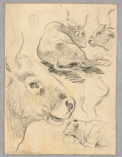 Dibujo: Bocetos de vacas de Unknown artist