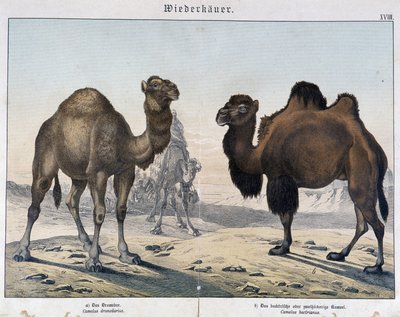 Dromedario y camello - en “Historias naturales de mamíferos”, ed. Schreiber, Múnich de Unknown artist