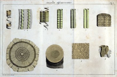 Órganos elementales: en “Flora Francoise, o una breve descripción de todas las plantas que crecen naturalmente en Francia, dispuestas según un nuevo método de análisis al que adjuntamos la cita de sus virtudes menos equívocas en medicina y su utilidad de Unknown artist