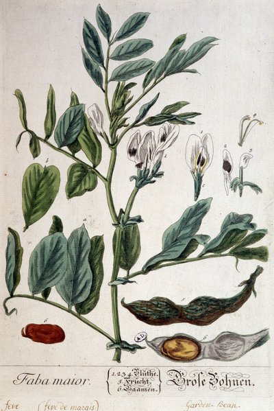 Faba Major (haba de pantano) - lámina botánica de Unknown artist