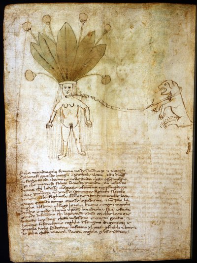 Mandrágora femenina, extraída de una hierba del siglo XIV de Unknown artist