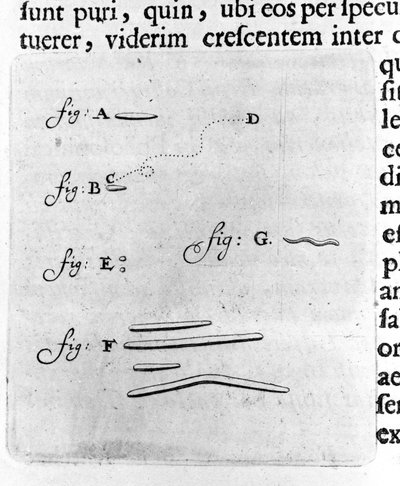 Primera representación de bacterias. Descripción por el comerciante y científico holandés Antoine van Leeuwenhoek (1632-1723) después de un estudio de bacterias en su boca. Grabado de 