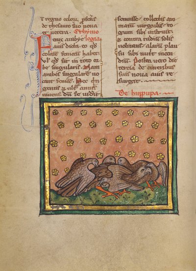Cinco pájaros (abubilla) arrancando las plumas de otro pájaro de Unknown artist