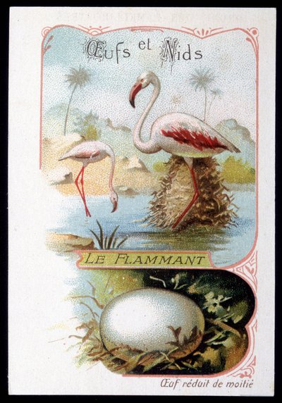 Flamenco - Huevos y Nidos. Cromolitografía del siglo XIX de Unknown artist