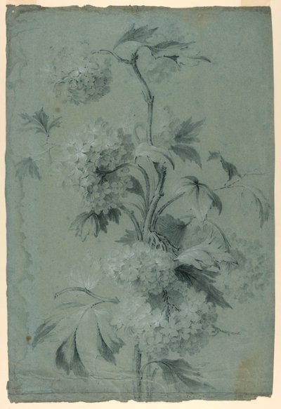 Diseño floral de Unknown artist