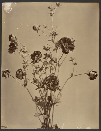 [Estudio floral] de Unknown artist