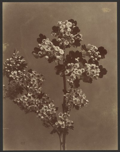 [Estudio floral con varios ramos de flores] de Unknown artist
