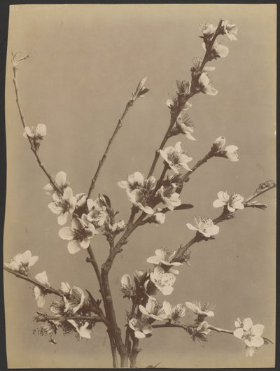 [Estudio floral con pequeñas flores blancas] de Unknown artist