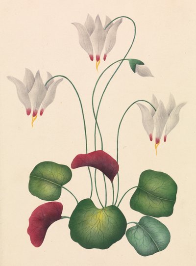 Flor de tres pétalos de Unknown artist
