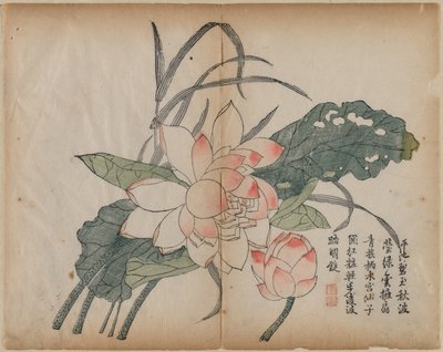 Loto Floreciente y Capullo de Unknown artist