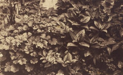 [Flores y hojas] de Unknown artist