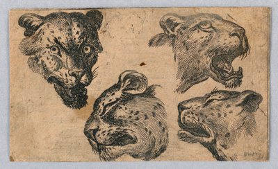Cuatro estudios de cabezas de leopardo de Unknown artist