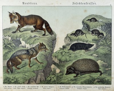 Zorro, zorro plateado, musarañas, topo y erizo - en "Natural Histories of Mammals", ed. Schreiber de Unknown artist