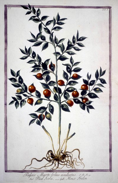 Fragon Acebo Falso o Acebo Pequeño (Ruscus) en un herbario del siglo XIX. de Unknown artist