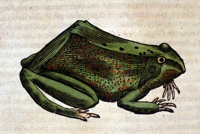 Rana de la Historia Animalium de Conrad Gesner, Tiguri 1560. Biblioteca Nacional Braidense. Milán de Unknown artist
