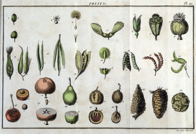 Frutas: en “Flora Françoise, o una breve descripción de todas las plantas que crecen naturalmente en Francia, dispuestas según un nuevo método de análisis al que adjuntamos la cita de sus virtudes menos equívocas en medicina y su utilidad en las artes” de Unknown artist