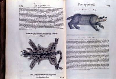Animales de piel - en Historia Animalium de Conrad Gesner, Tiguri de Unknown artist