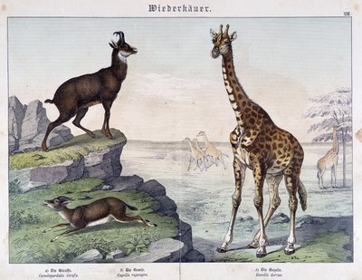 Jirafa, gamuza y gacela - en "Historias naturales de los mamíferos", ed. Schreiber de Unknown artist