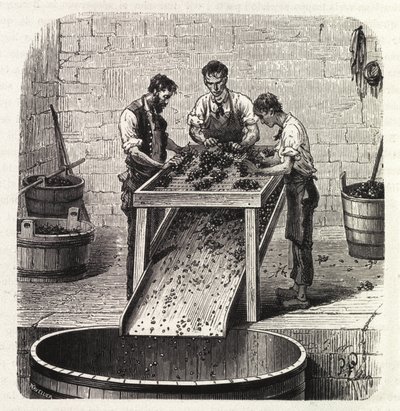 Clasificación de las uvas en una rejilla durante el proceso de elaboración del vino de calidad superior de Borgoña. Grabado de finales del siglo XIX de Unknown artist