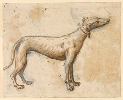 Galgo de Unknown artist