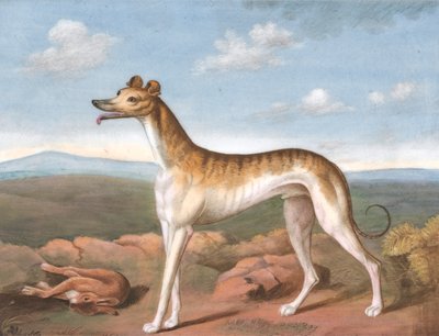 Galgo: Mirando a la izquierda, con una liebre muerta a sus pies de Unknown artist