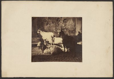 [Grupo de cabras] de Unknown artist