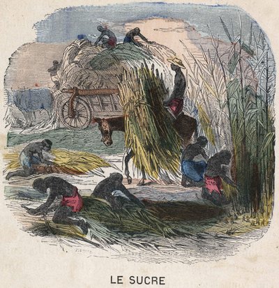 Cosecha de caña de azúcar en las Indias Occidentales. Ilustración del siglo XIX. Colección Bianchetti de Unknown artist