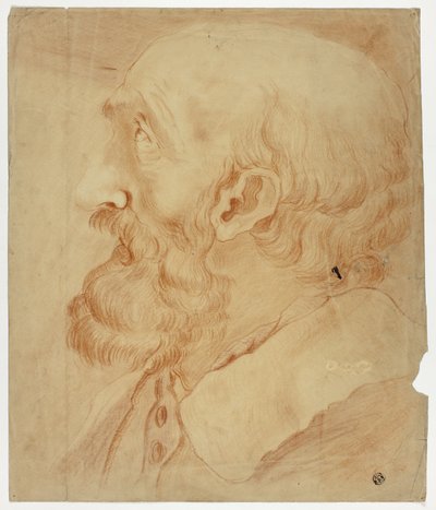Cabeza de hombre barbudo de perfil de Unknown artist