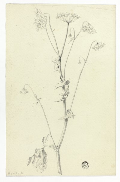Cicuta de Unknown artist