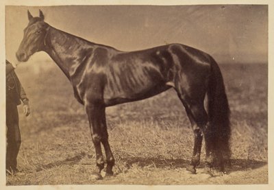 [Caballo en un campo] de Unknown artist