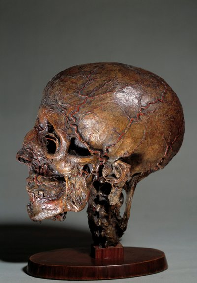 Cabeza anatómica humana hecha mediante inyecciones de cera de Unknown artist