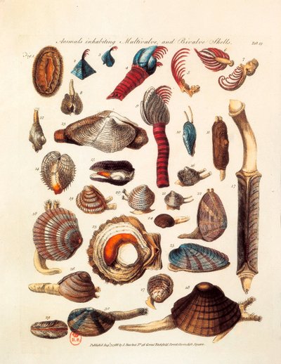 Página ilustrada que representa las diferentes especies de animales bivalvos y multivalvos tomada de los tratados "The Genera Vermium" de Unknown artist